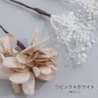 画像3: ドライフラワー【全7種類】【ヘアアクセサリー】[HC02-U] (3)